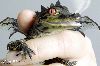 Drachensichtung? Nein, leider nur Fotomontage